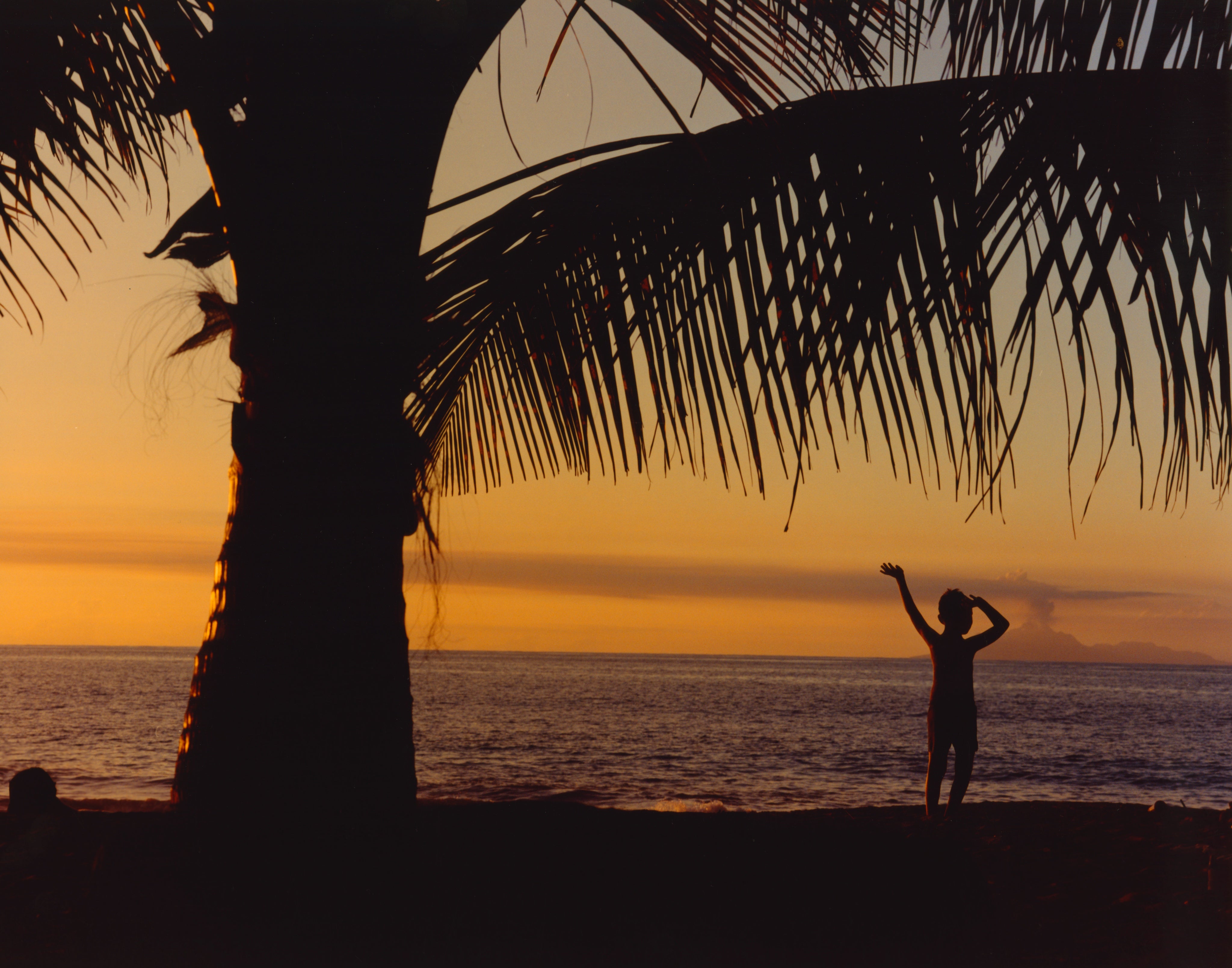 A palm tree and a figure by the sea at sunset.